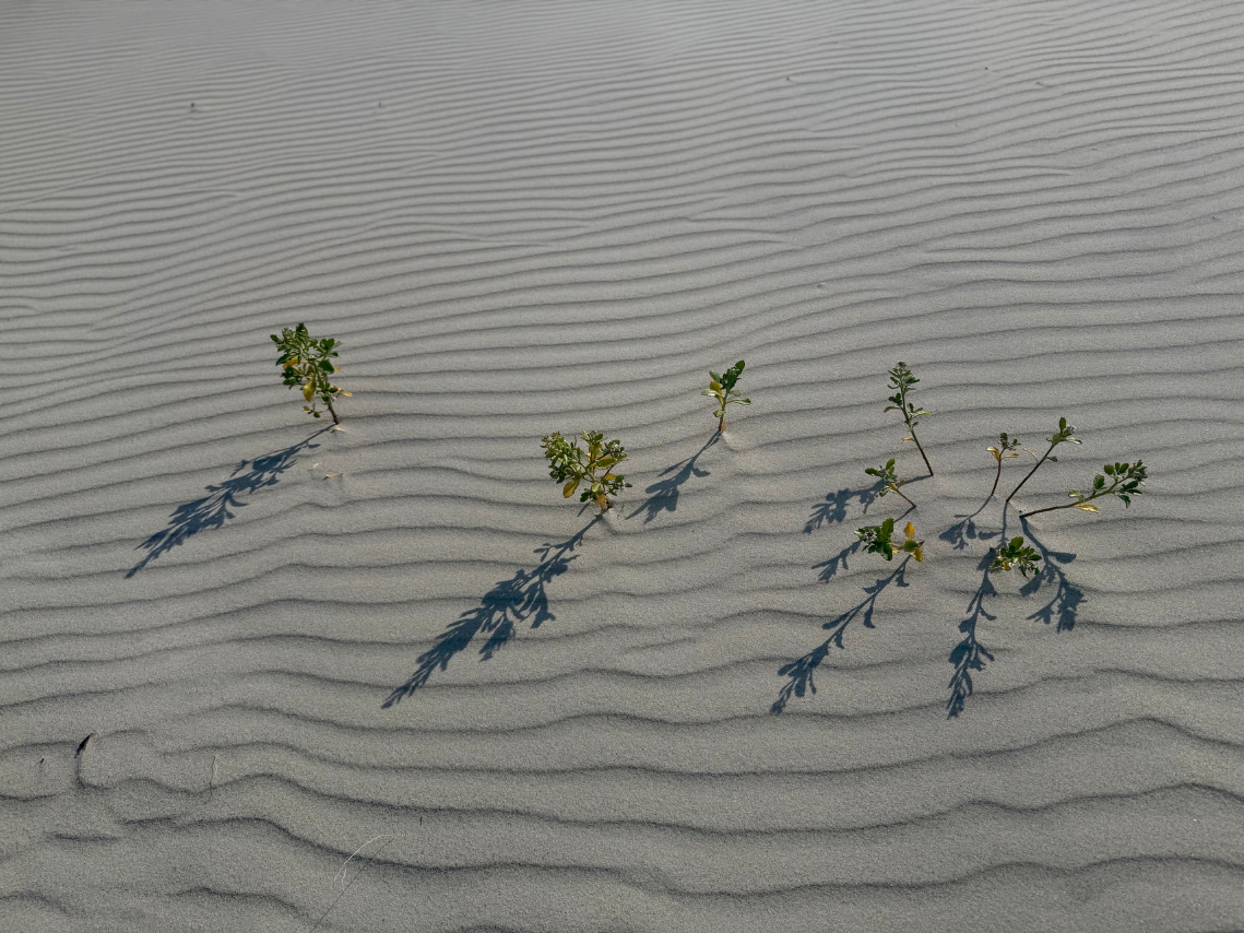 Rooted In Light