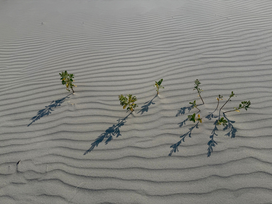 Rooted In Light